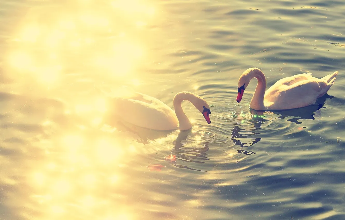 Photo wallpaper water, lake, glare, Pond, pair, swans