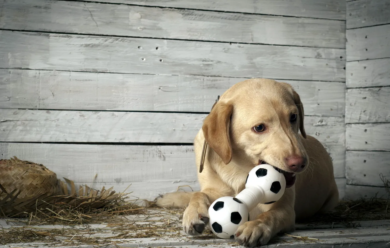 Photo wallpaper background, dog, puppy