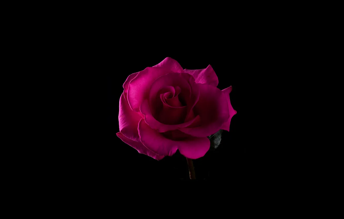 Photo wallpaper flower, light, rose, shadow, petals