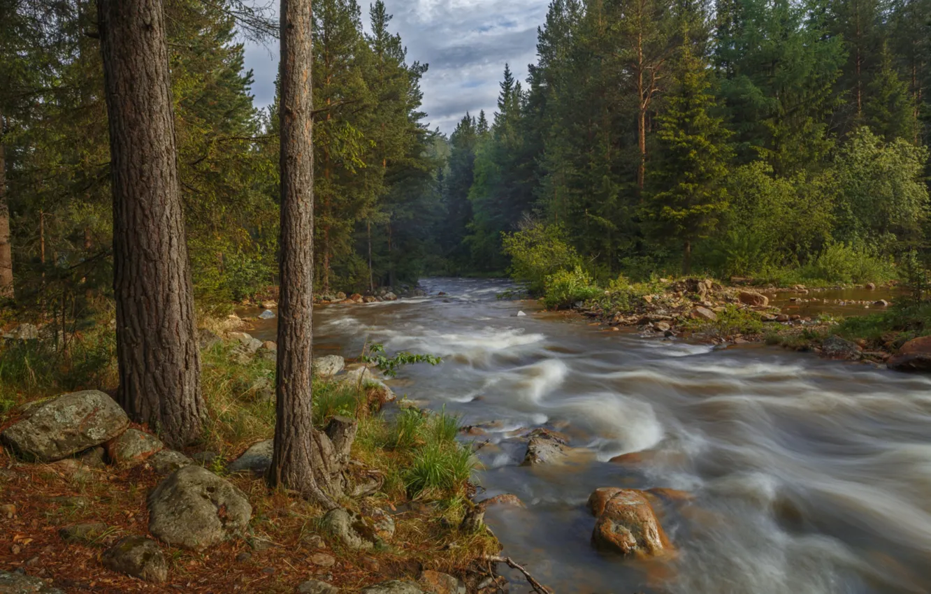 Photo wallpaper forest, trees, river, stream