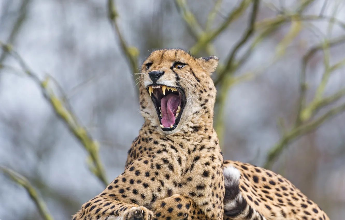 Photo wallpaper cat, stay, mouth, Cheetah, fangs, yawns, ©Tambako The Jaguar