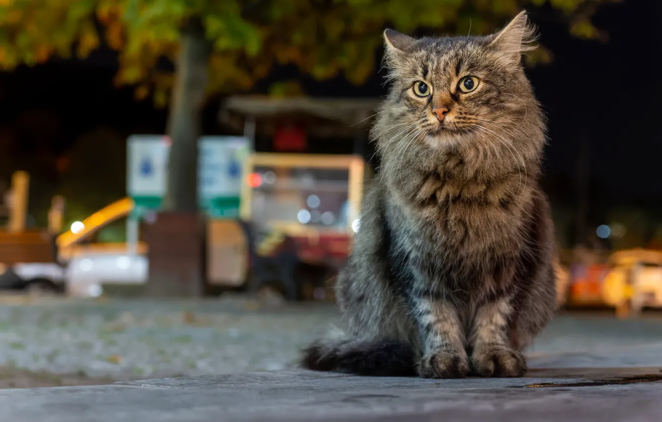 Photo wallpaper cat, cat, street, sitting