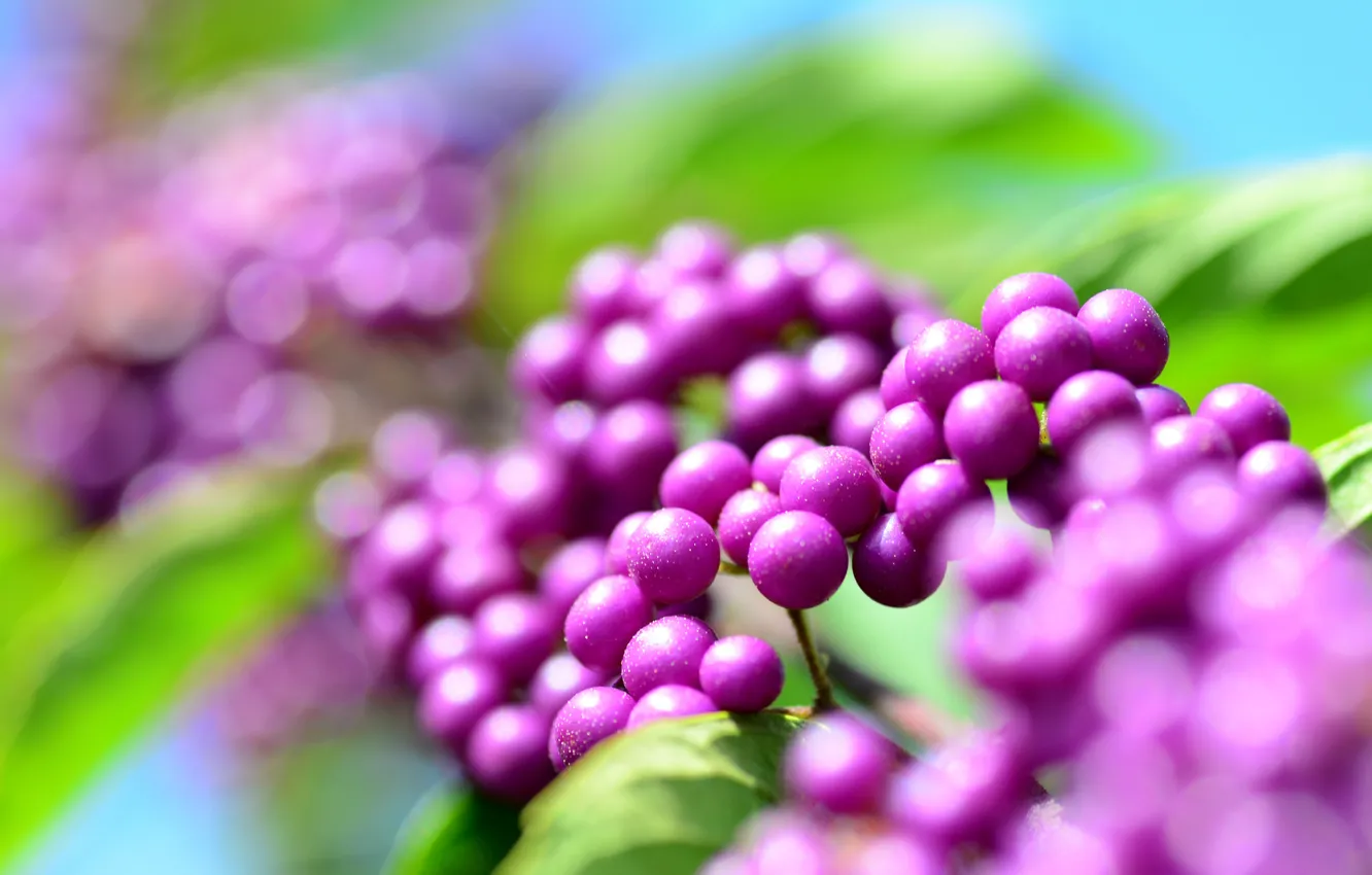 Photo wallpaper droplets, Rosa, glare, berries, lilac, bokeh, Purpleberry, calicarpa
