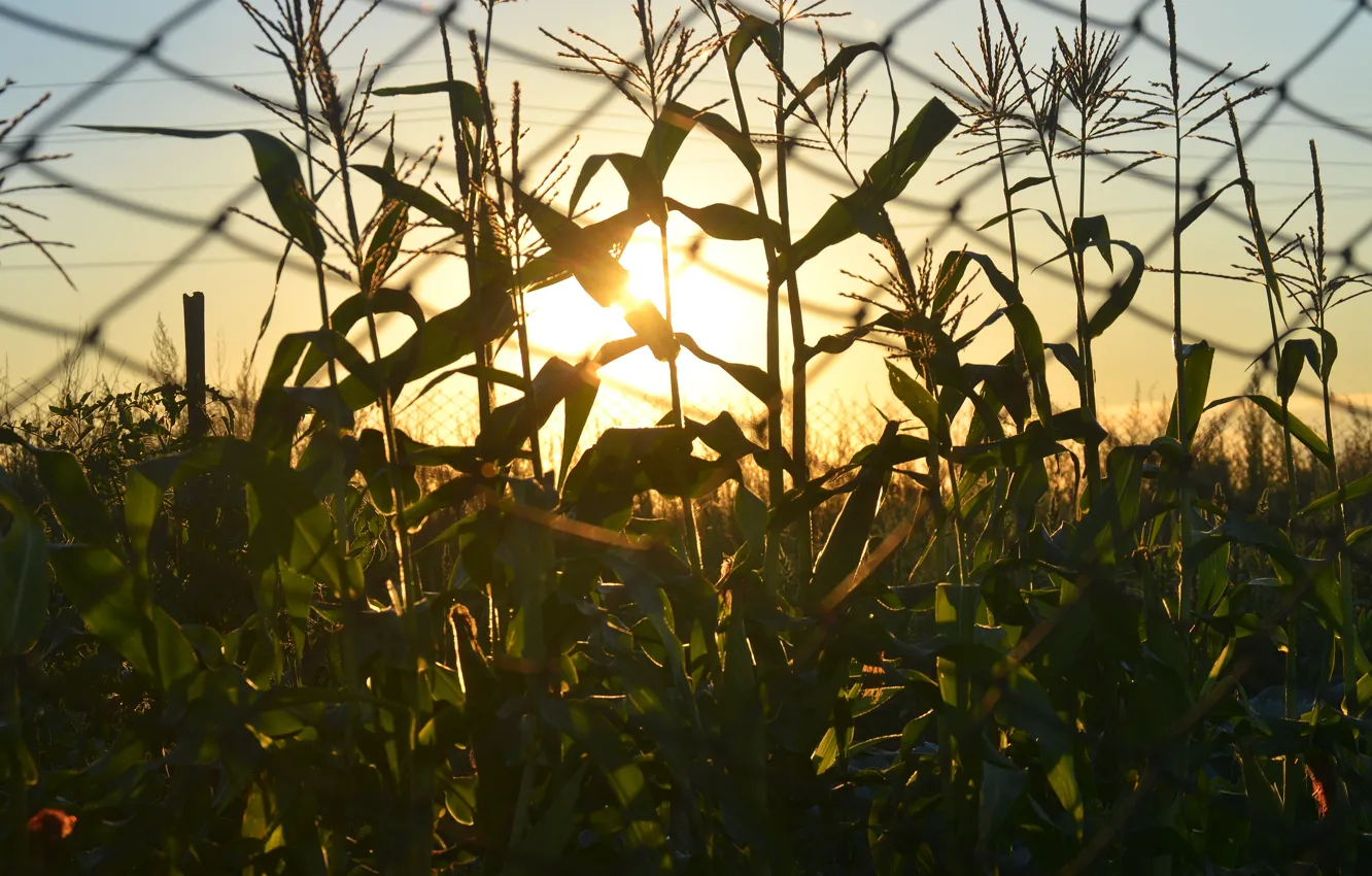 Photo wallpaper summer, grass, sunset, the fence, corn
