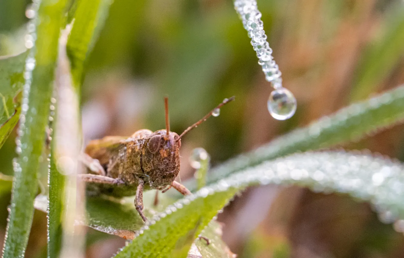 Photo wallpaper macro, Rosa, grasshopper