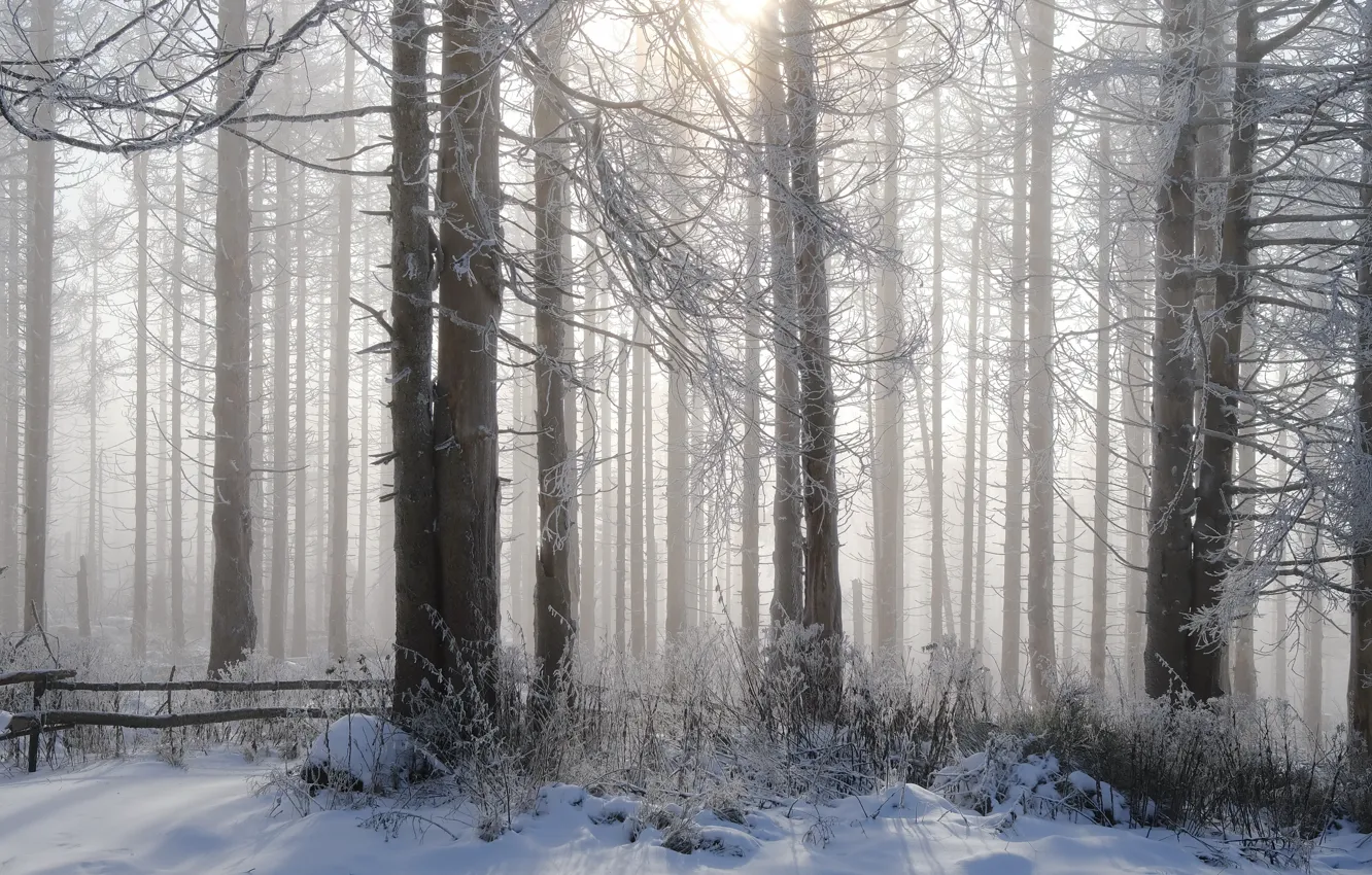 Photo wallpaper winter, forest, fog