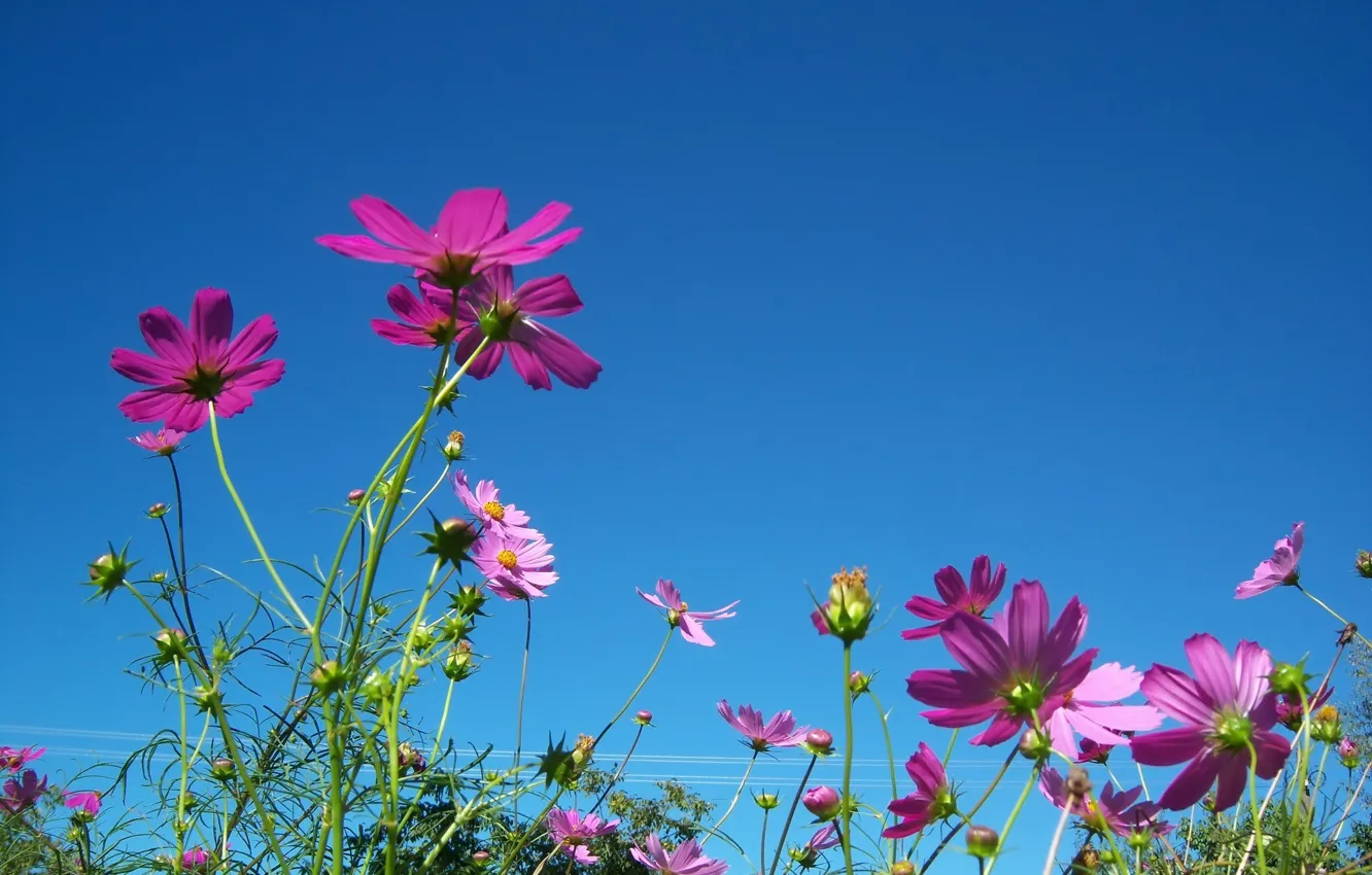 Photo wallpaper flowers, Meduzanol ©, kosmeya, summer, the sky