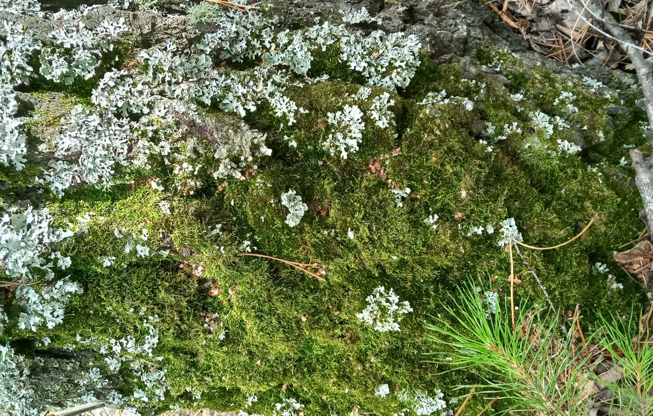 Photo wallpaper moss, birch, texture