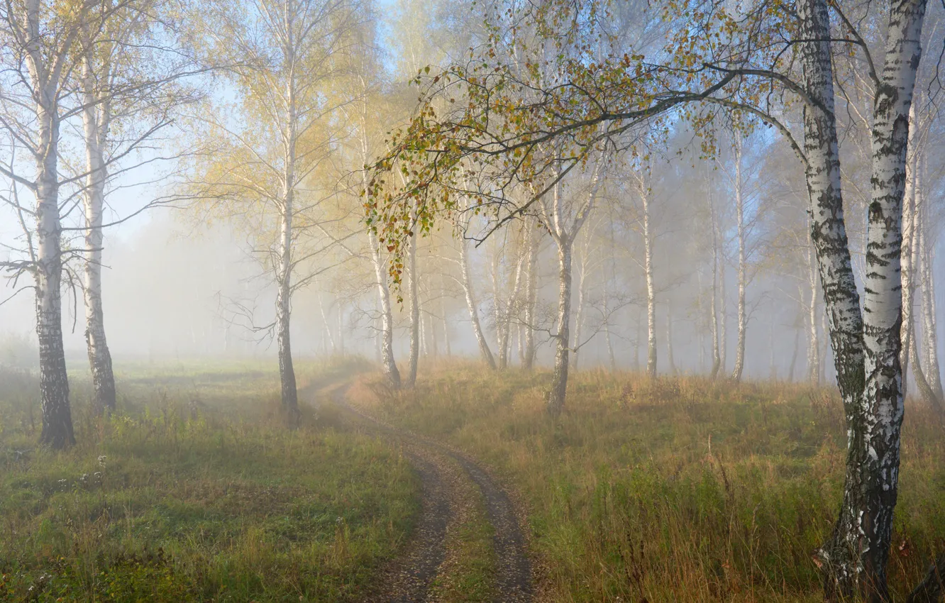Photo wallpaper autumn, fog, birch
