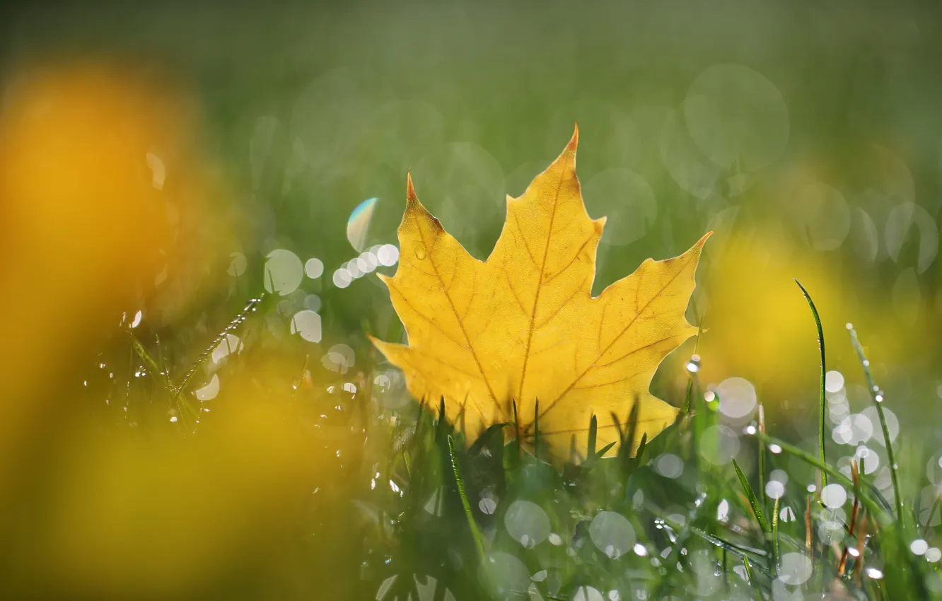 Photo wallpaper autumn, grass, leaves, maple