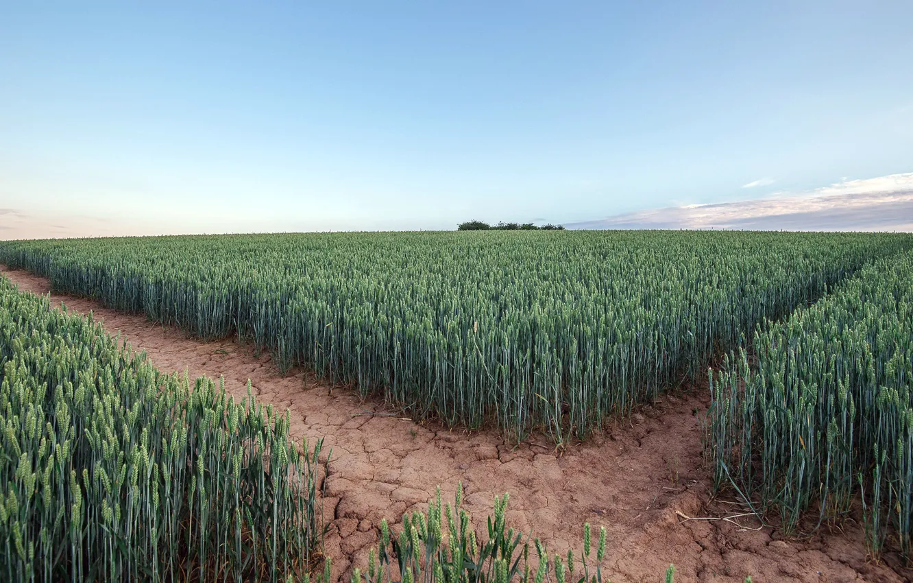 Photo wallpaper field, summer, ears