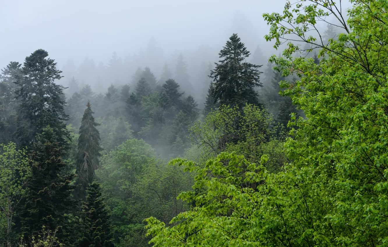 Photo wallpaper forest, trees, nature, fog, Germany