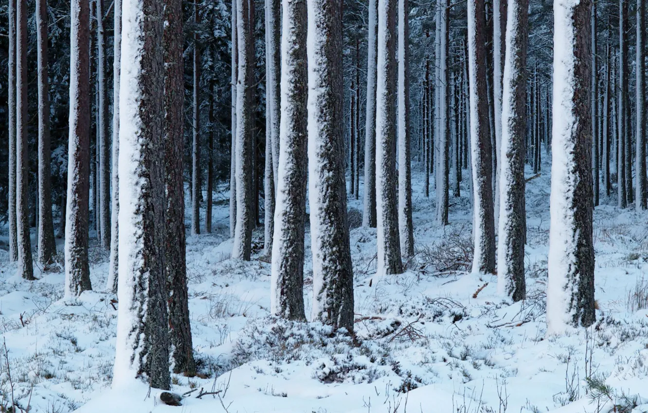 Photo wallpaper winter, forest, snow, trees, nature