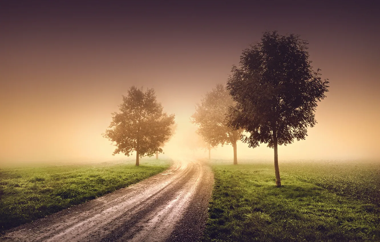 Photo wallpaper road, trees, nature, fog, morning, haze