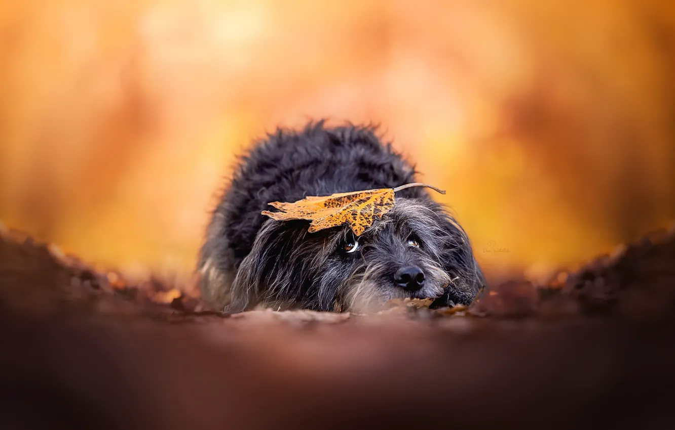 Photo wallpaper autumn, sheet, dog