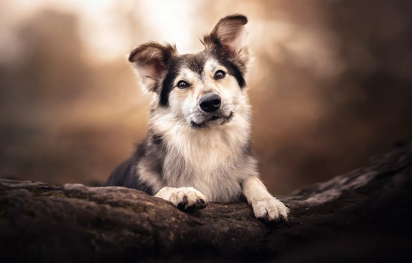 Photo wallpaper look, face, dog, paws, log, bokeh