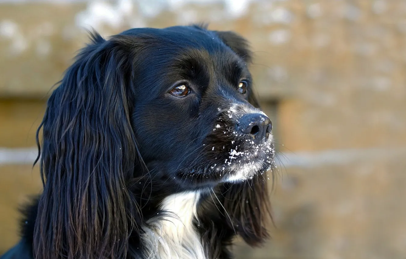 Photo wallpaper snow, dog, muzzle
