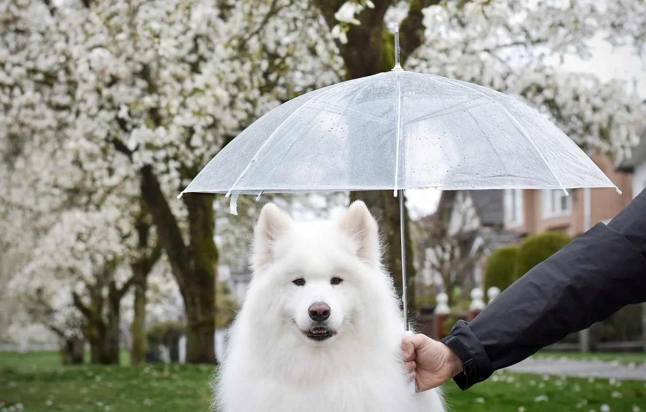 Photo wallpaper look, trees, flowers, pose, Park, rain, dog, spring