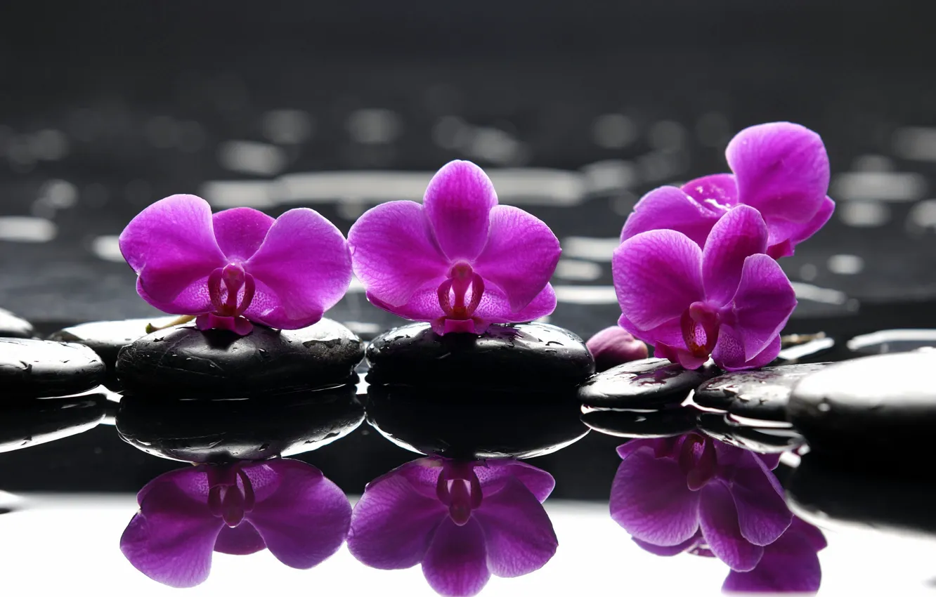 Photo wallpaper purple, flowers, droplets, reflection, stones, Spa, spa, Purple flowers