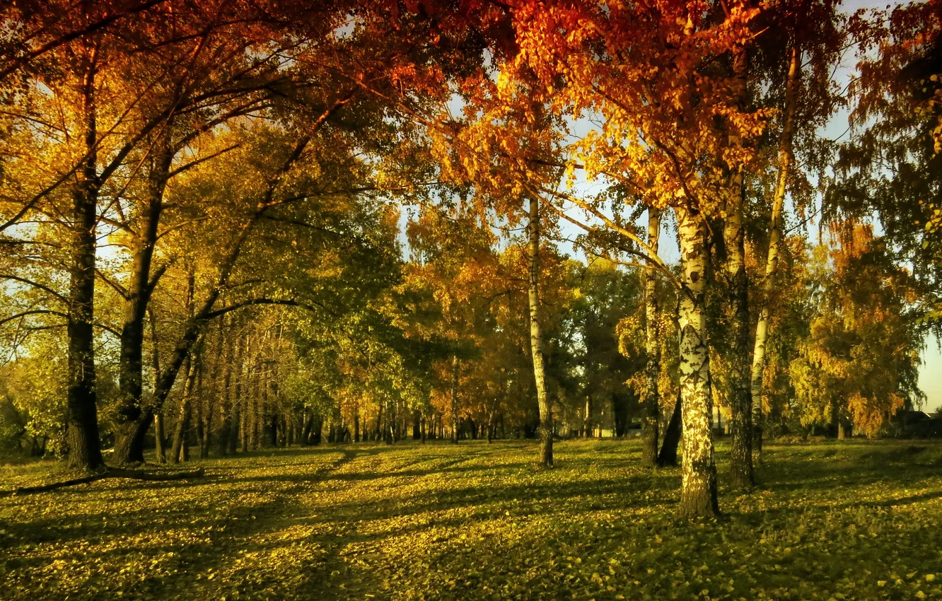 Photo wallpaper autumn, the sky, rays, trees, foliage