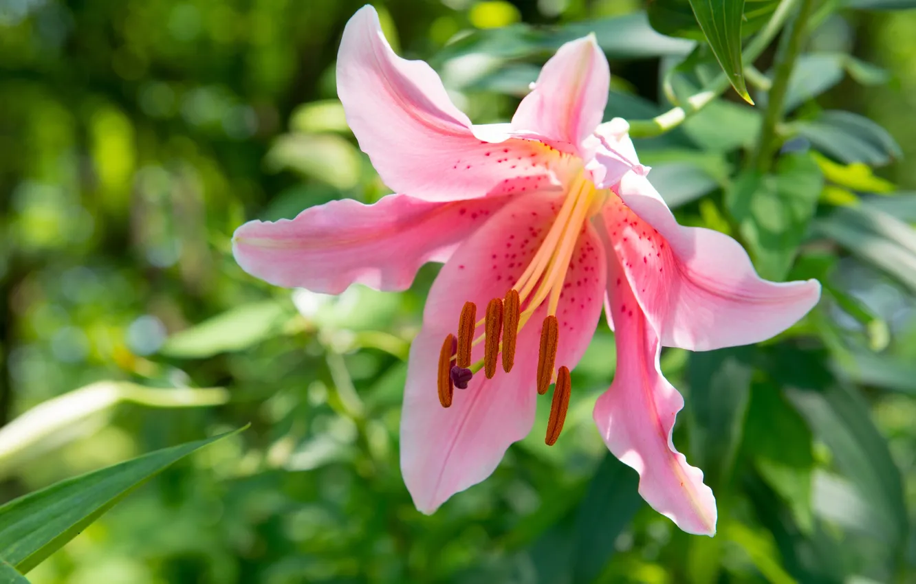 Photo wallpaper macro, Lily, petals