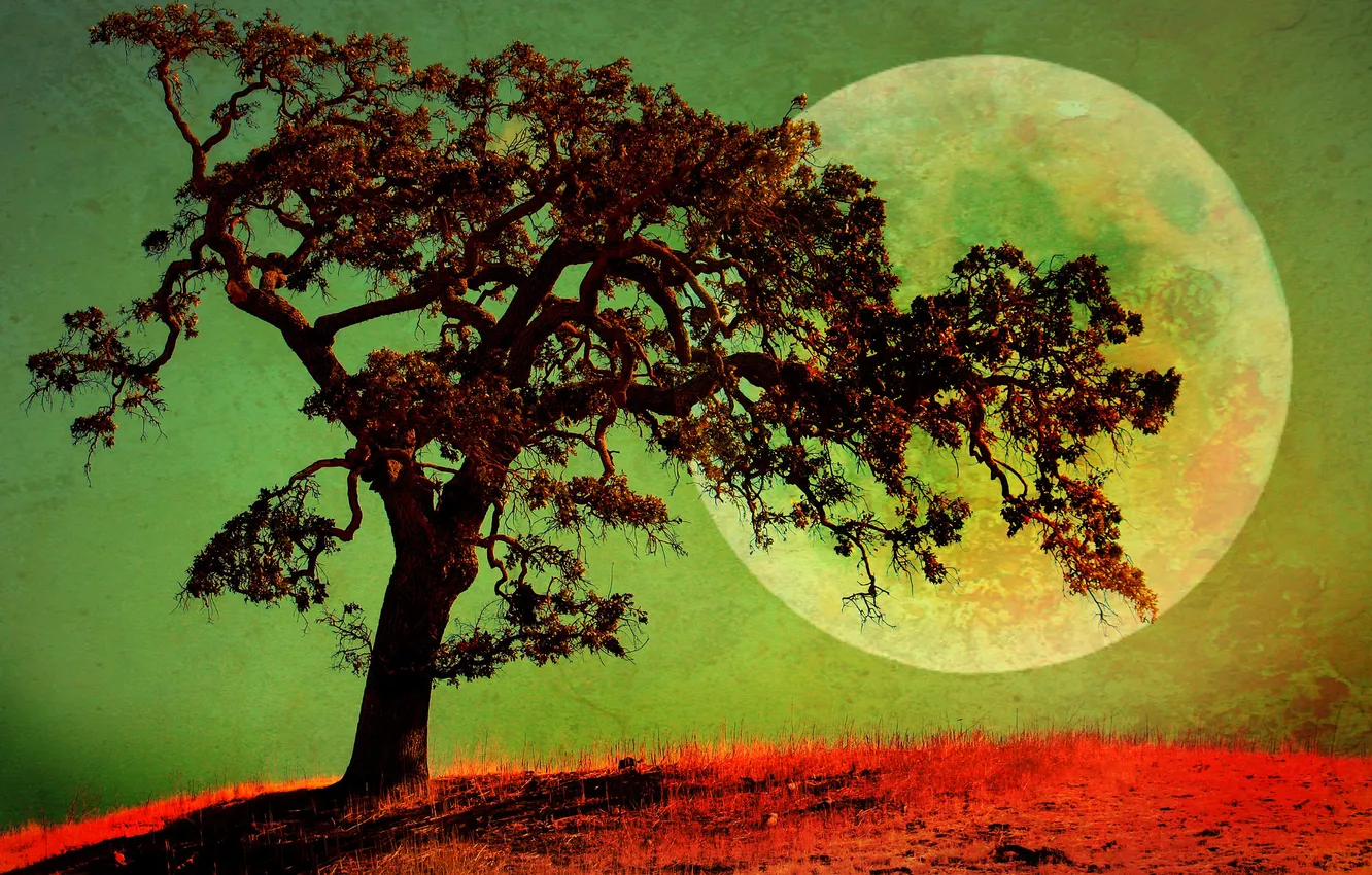 Photo wallpaper light, trees, landscape, night, planet, satellite