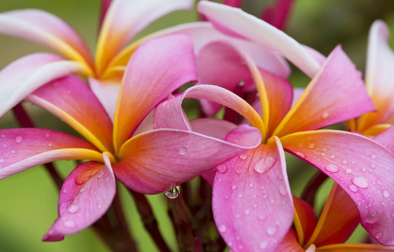 Photo wallpaper water, drops, flowers, nature, Rosa, petals, plumeria