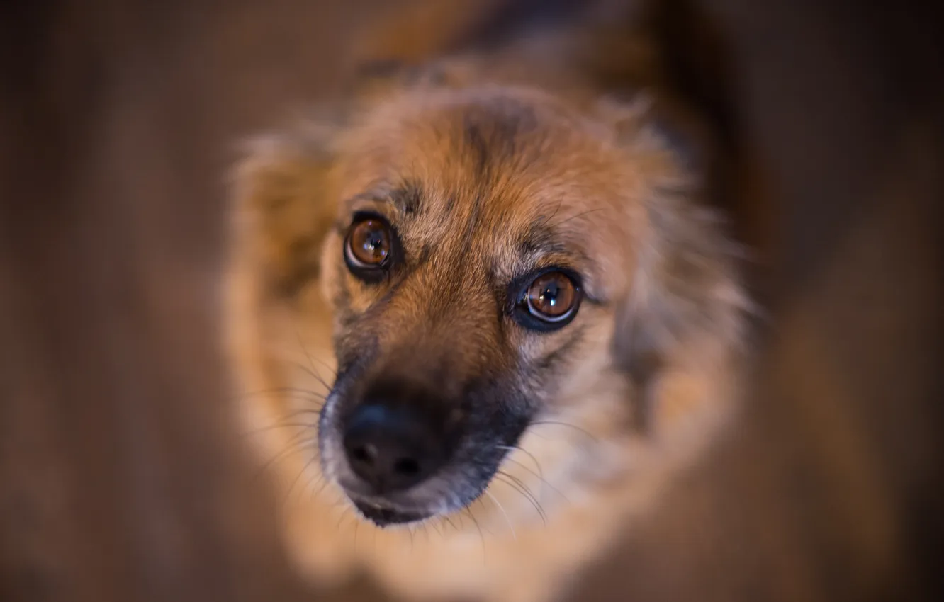 Photo wallpaper look, each, dog