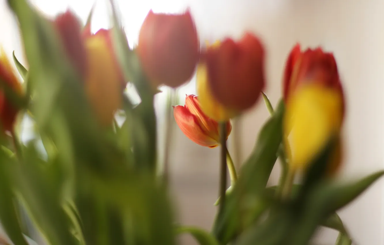 Photo wallpaper flowers, petals, tulips