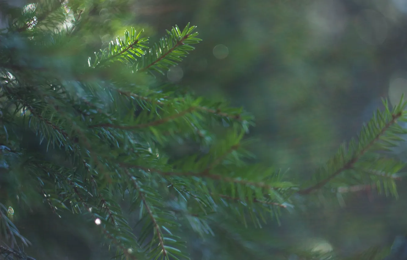 Photo wallpaper forest, macro, spruce