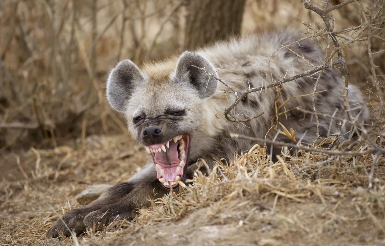 Photo wallpaper mouth, hyena, yawn