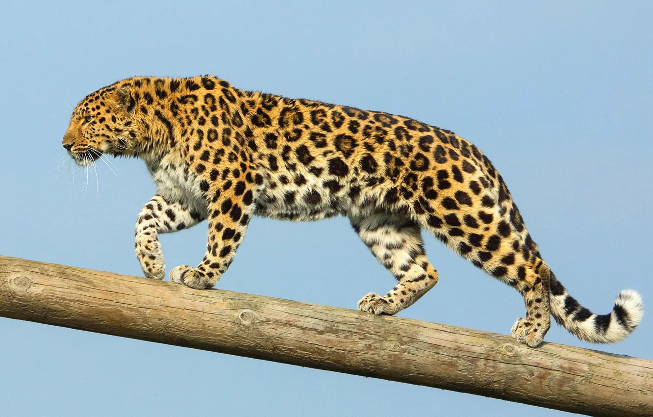 Photo wallpaper predator, the Amur leopard, the far Eastern leopard