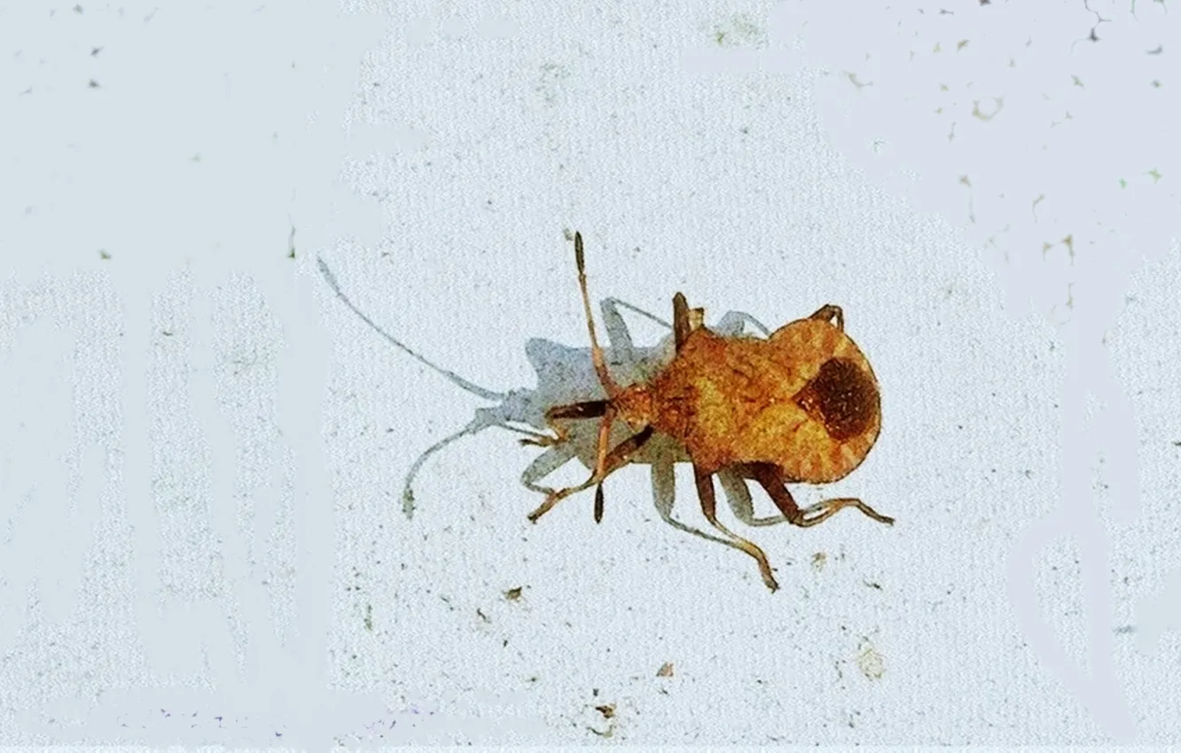 Photo wallpaper insects, spring, bedbug Kraevik