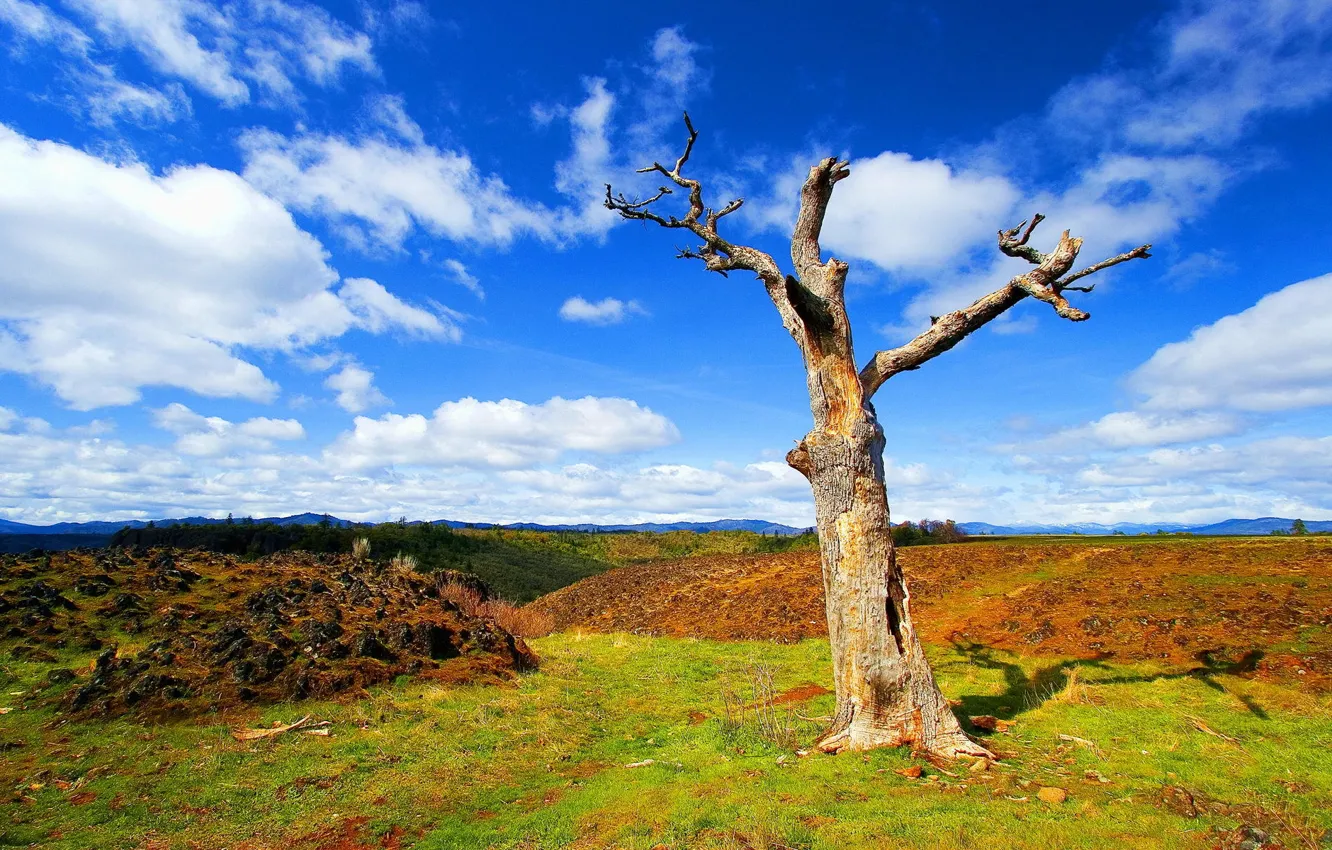 Photo wallpaper summer, the sky, clouds, trees, Dry