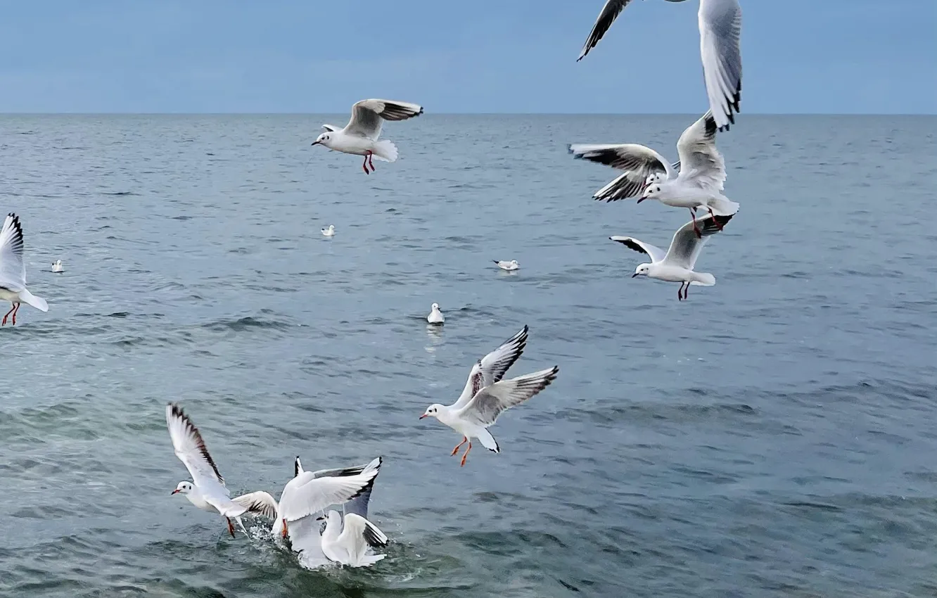 Photo wallpaper winter, sea, seagulls