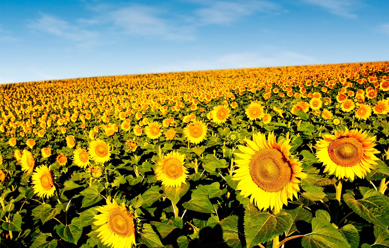 Photo wallpaper field, the sky, the sun, sunflowers, yellow, bokeh