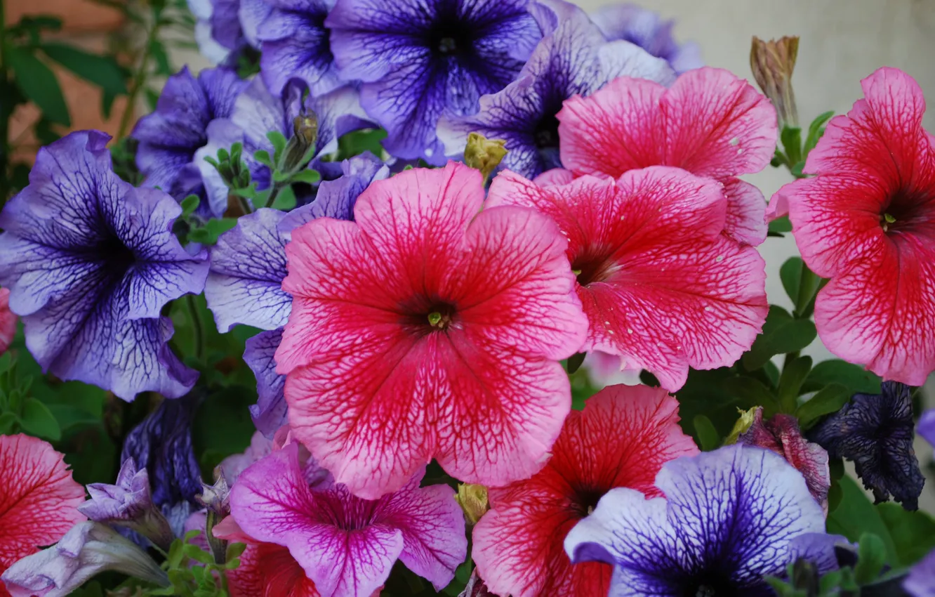Photo wallpaper purple, pink, Petunia