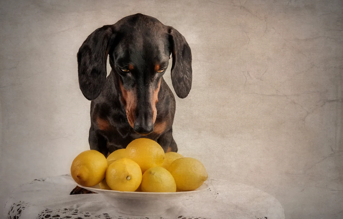 Photo wallpaper lemons, dog, confusion