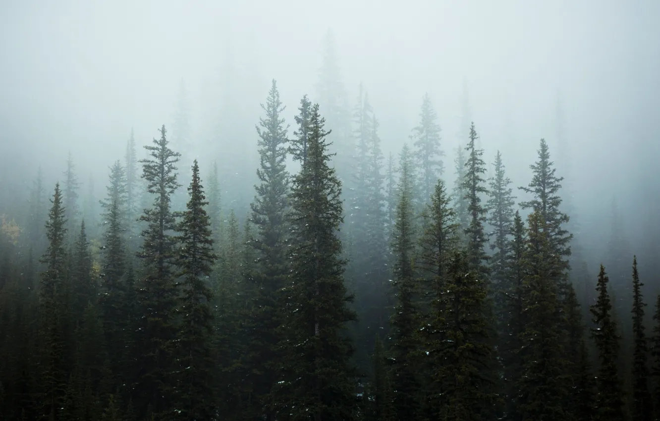Photo wallpaper snow, trees, nature, fog