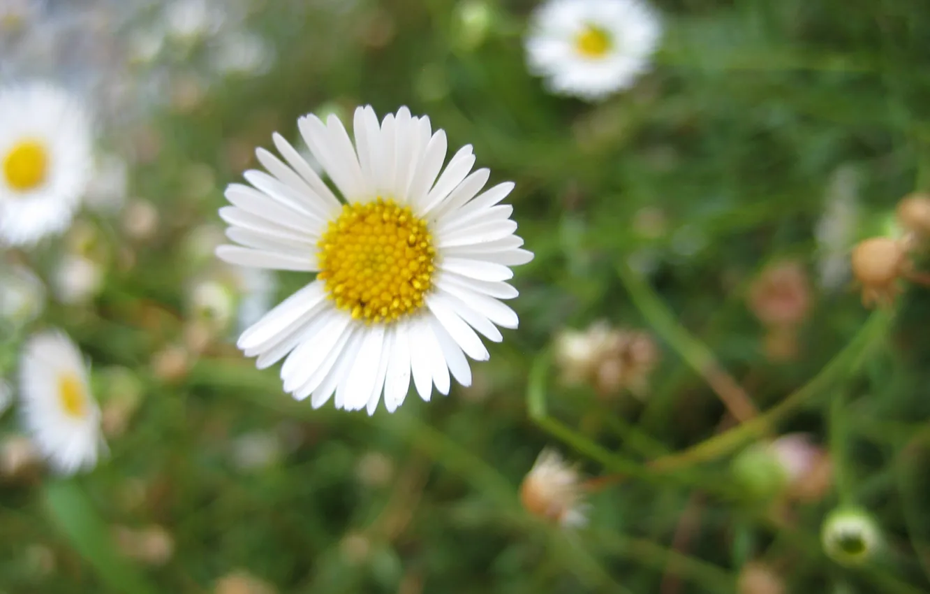 Photo wallpaper Daisy, Daisy Wallpaper, Daisy petals