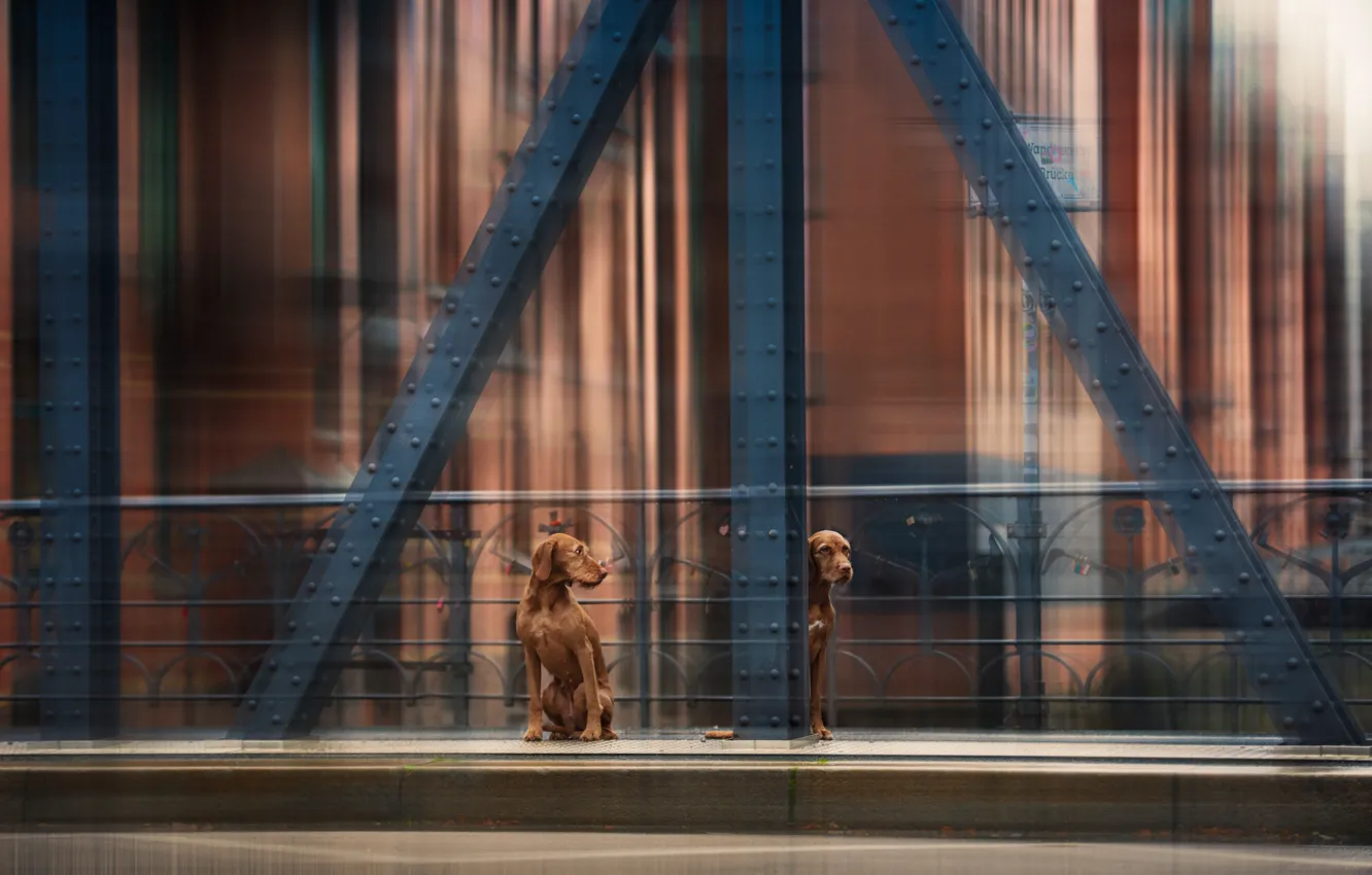 Photo wallpaper dogs, bridge, movement, bridge, dogs, movement, Heike Willers
