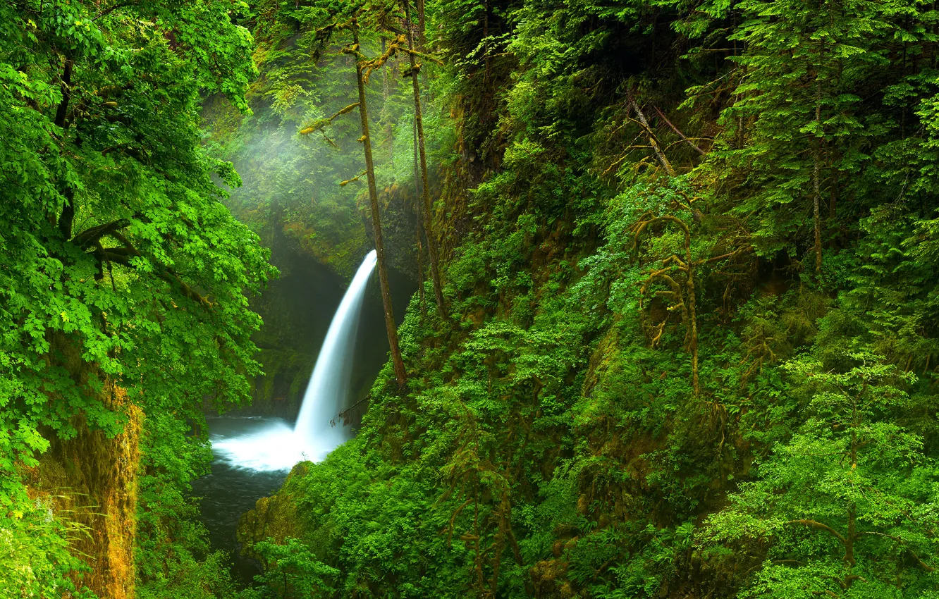 Photo wallpaper forest, trees, nature, river, waterfall, Oregon, gorge, USA