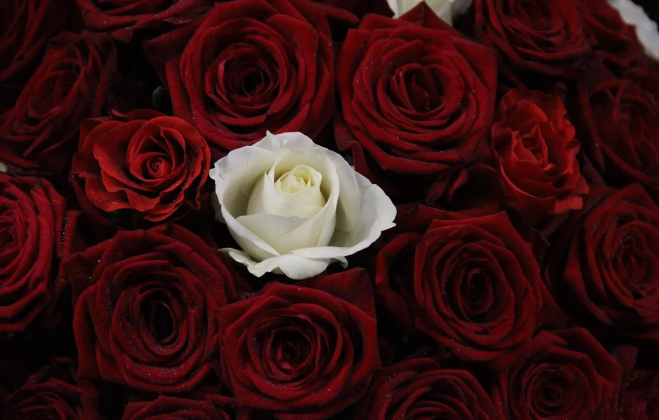 Photo wallpaper buds, roses, bouquet, flowers, red, The rose is white