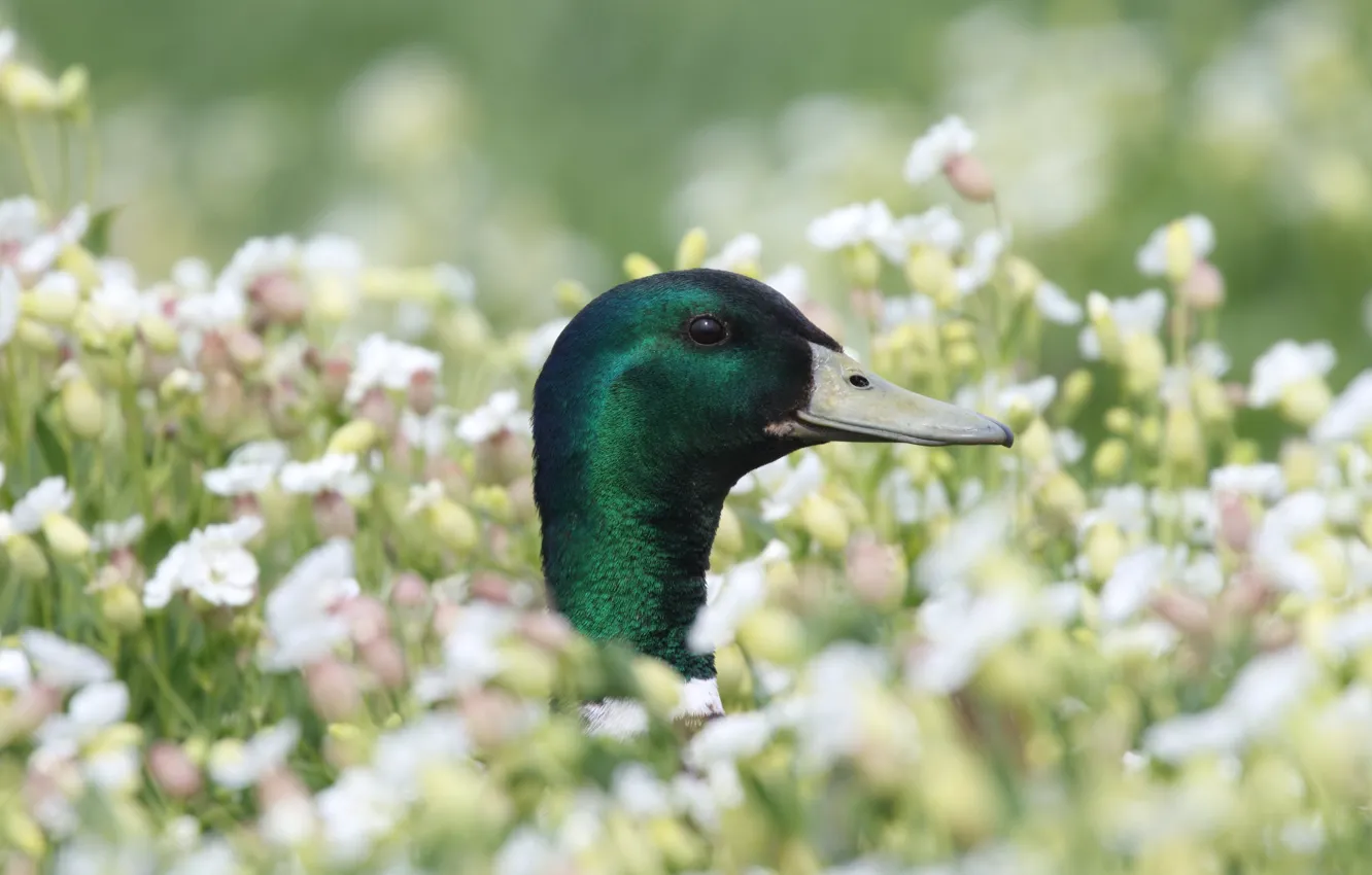 Photo wallpaper field, flowers, nature, bird, duck