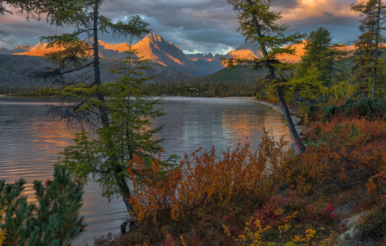 Photo wallpaper trees, landscape, mountains, nature, dawn, vegetation, morning, the bushes