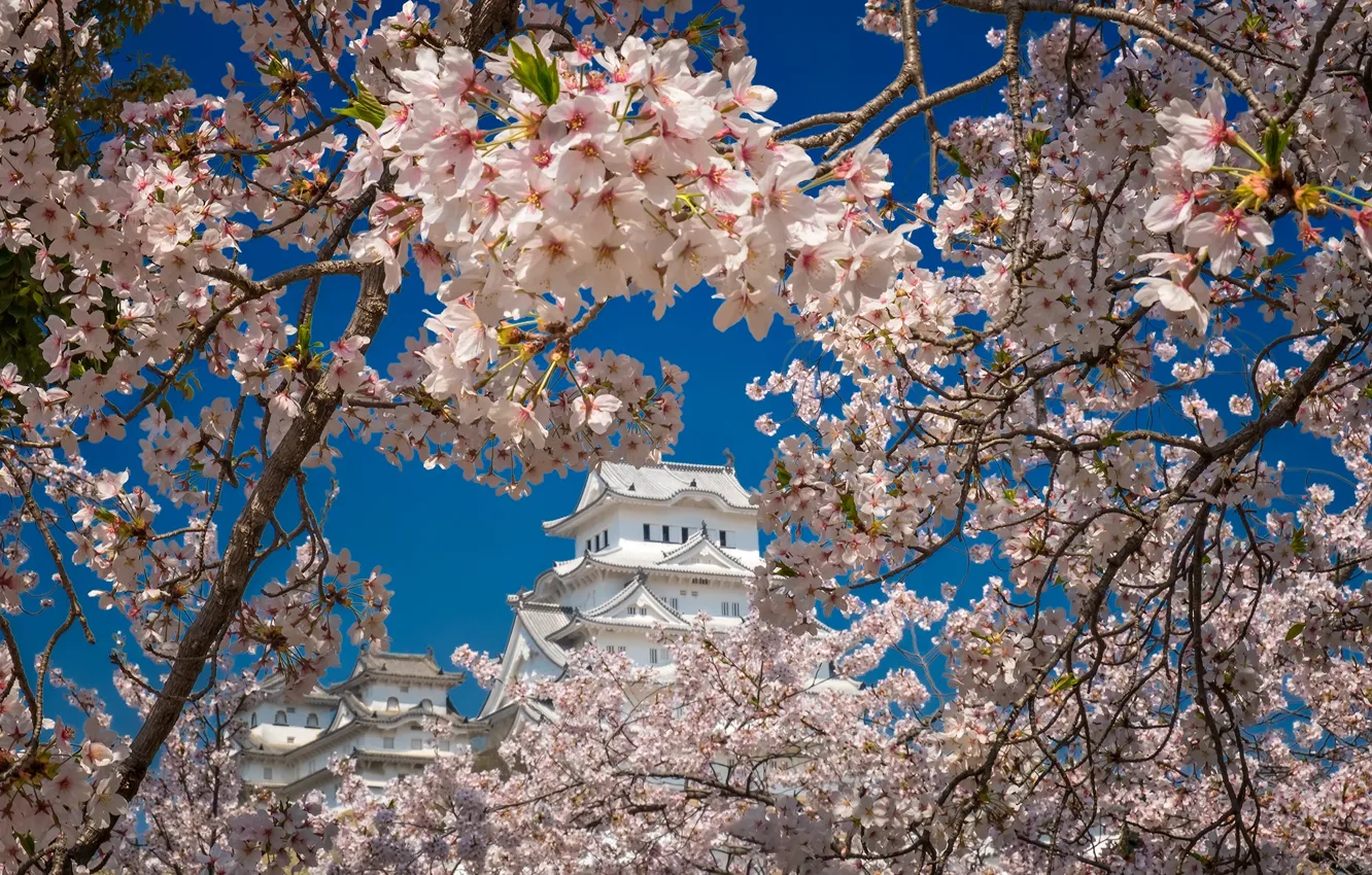 Photo wallpaper spring, Japan, Sakura, Himeji, Castle of the white Heron
