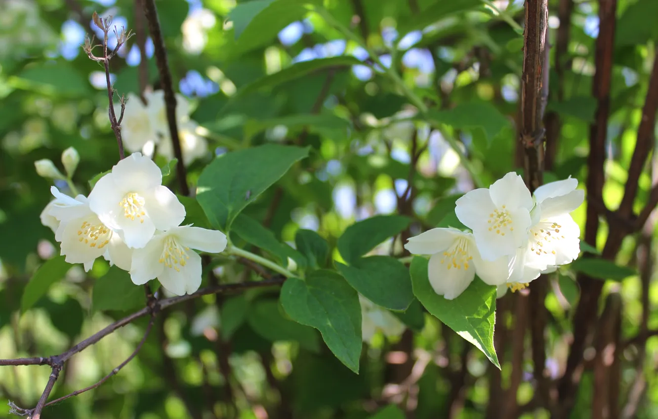 Photo wallpaper greens, summer, flowers, foliage, Jasmine