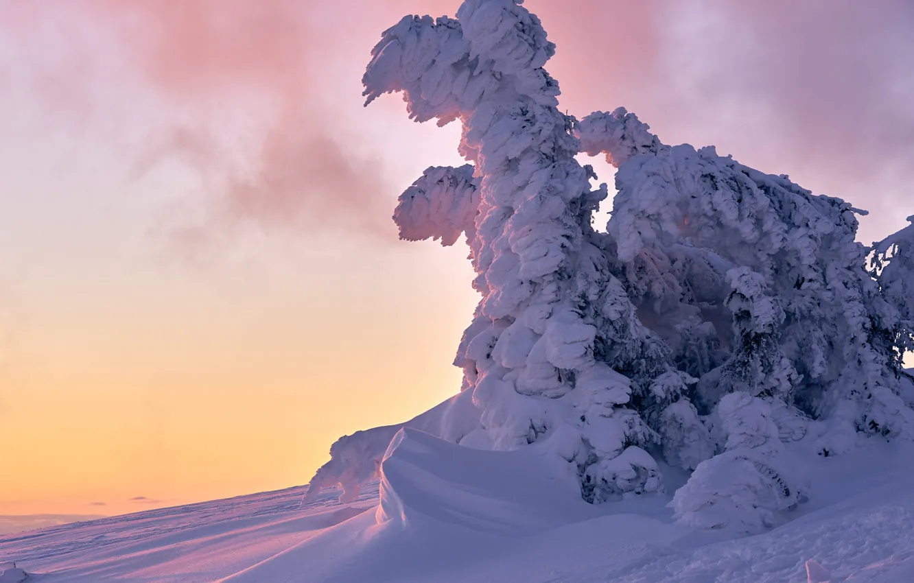 Photo wallpaper winter, the sky, snow, dawn, in the snow, ate, slope, frost