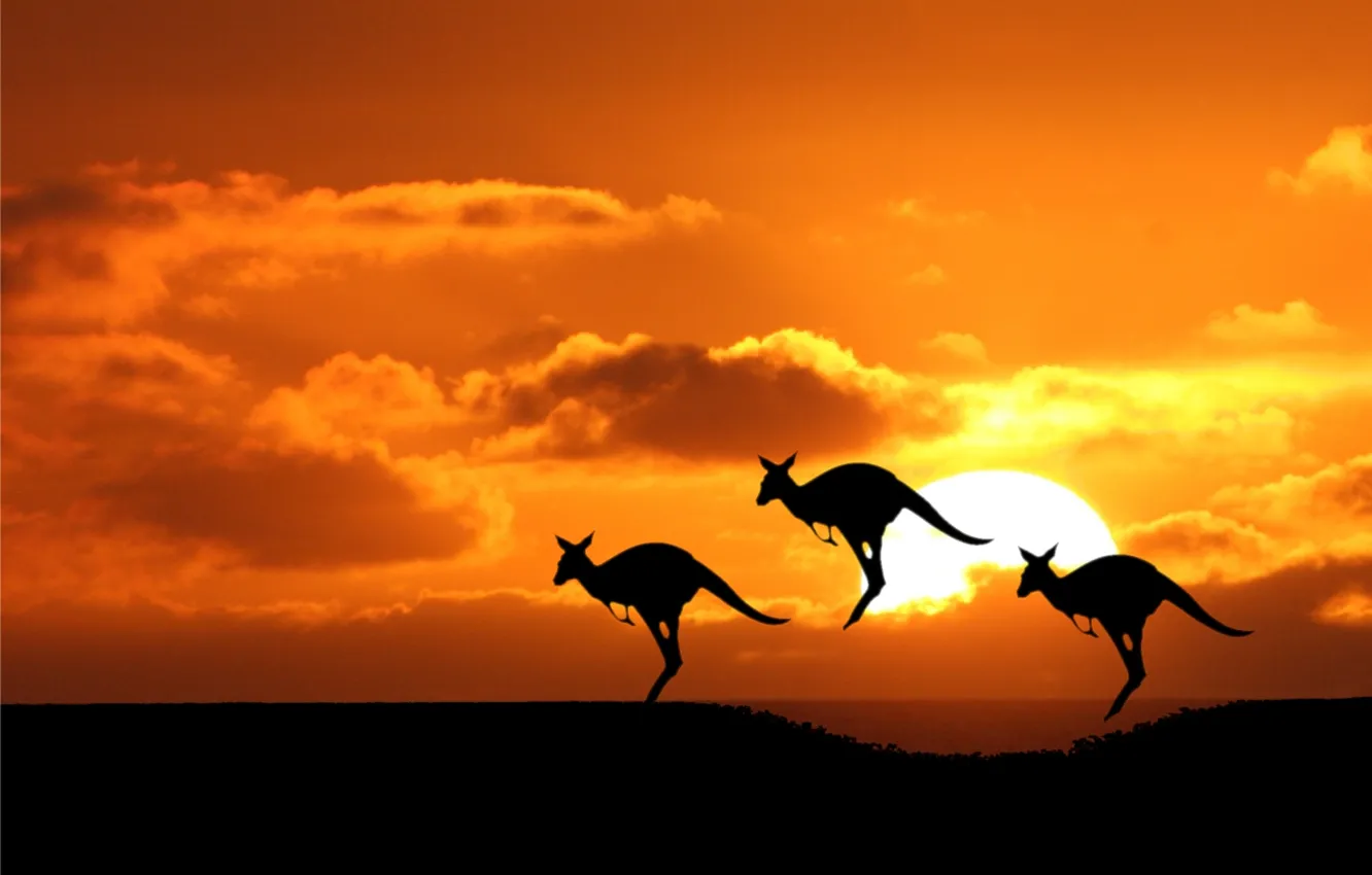 Photo wallpaper the sun, Australia, kangaroo, silhouette
