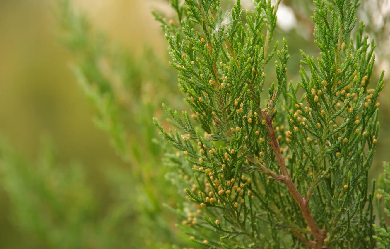 Photo wallpaper spruce, garden, day, greens.
